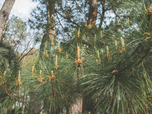 Bienville Parish Pine Forest