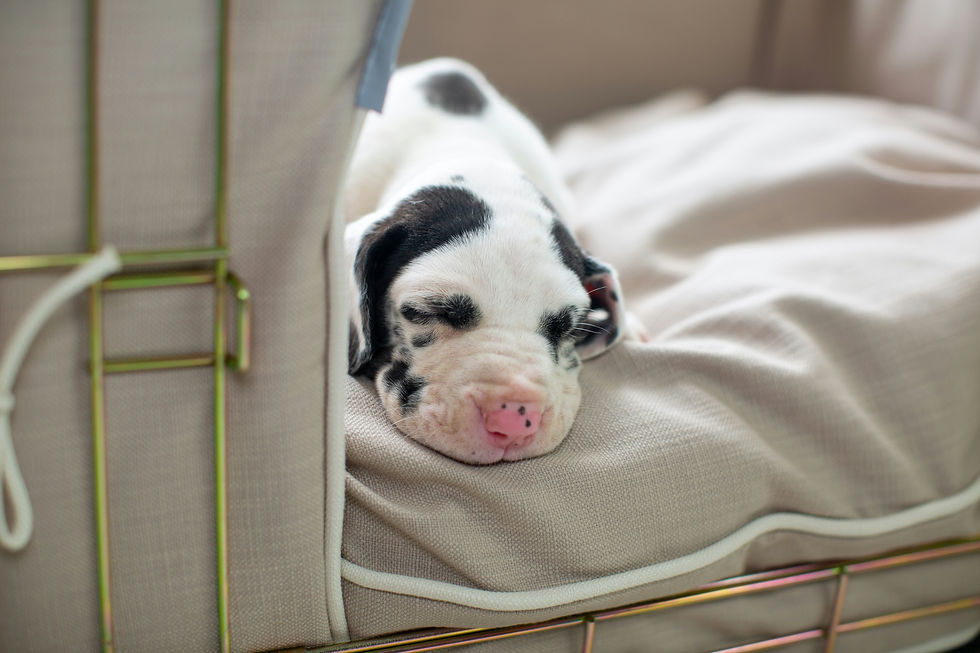 A spotted bulldog puppy napping peacefully in a covered crate