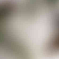 Open Bible with plants