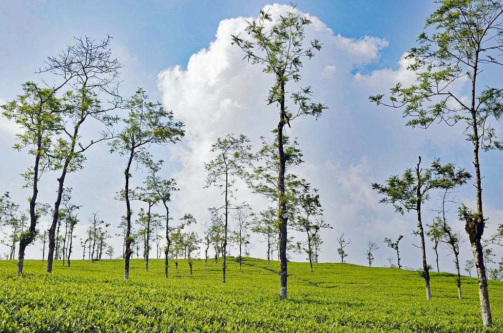 Thumbnail: Kerala  Honeymoon Vagamon Plantation