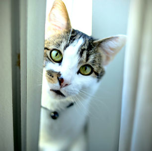 Pourquoi mon chat me suit-il aux toilettes ?