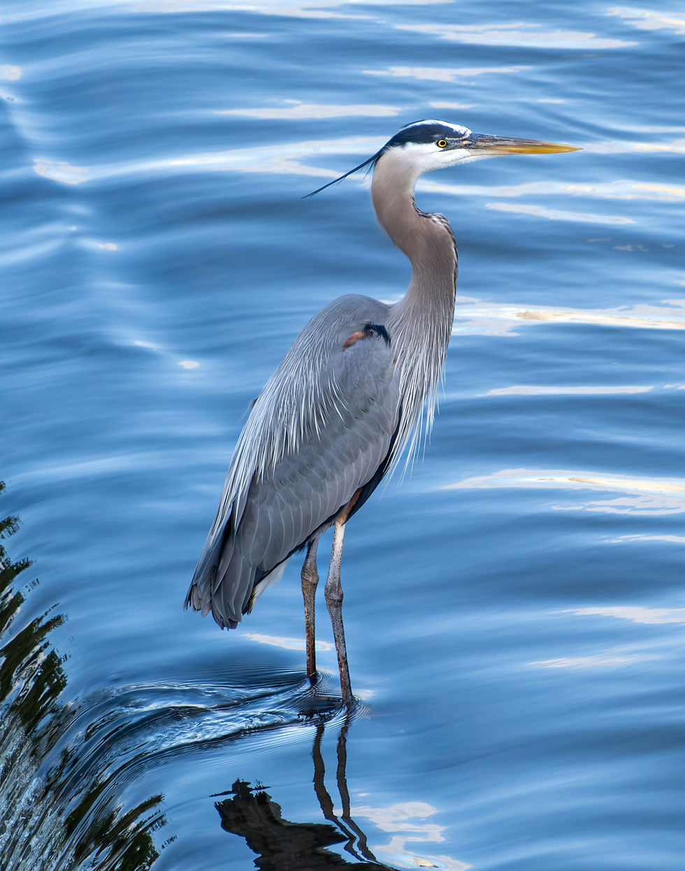 The Great Blue Heron standing his lonely guard.