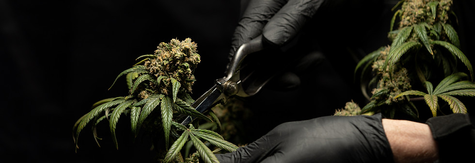 Image by CRYSTALWEED cannabis