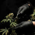 Image by CRYSTALWEED cannabis