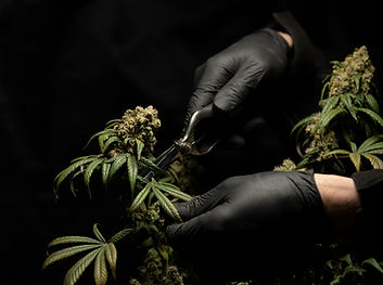 Image by CRYSTALWEED cannabis