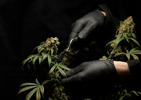 Image by CRYSTALWEED cannabis