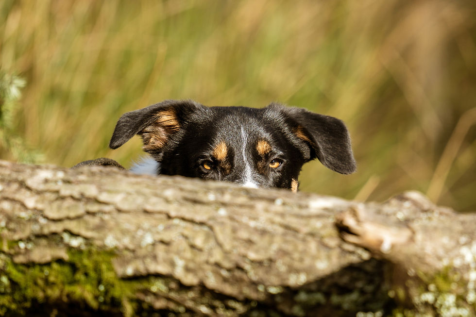 cute dog spying behind a log