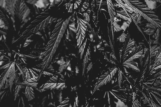 Image by Marco Antonio Casique Reyes