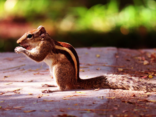 21.01: Ehrentag des Eichhörnchens