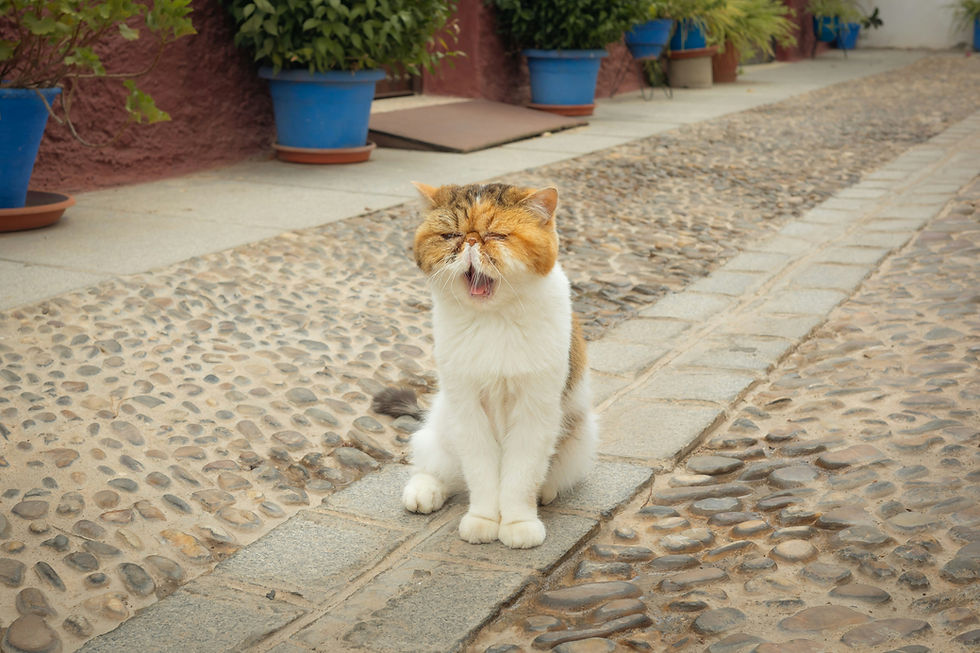 A cat yawning while sitting in an alleyway.