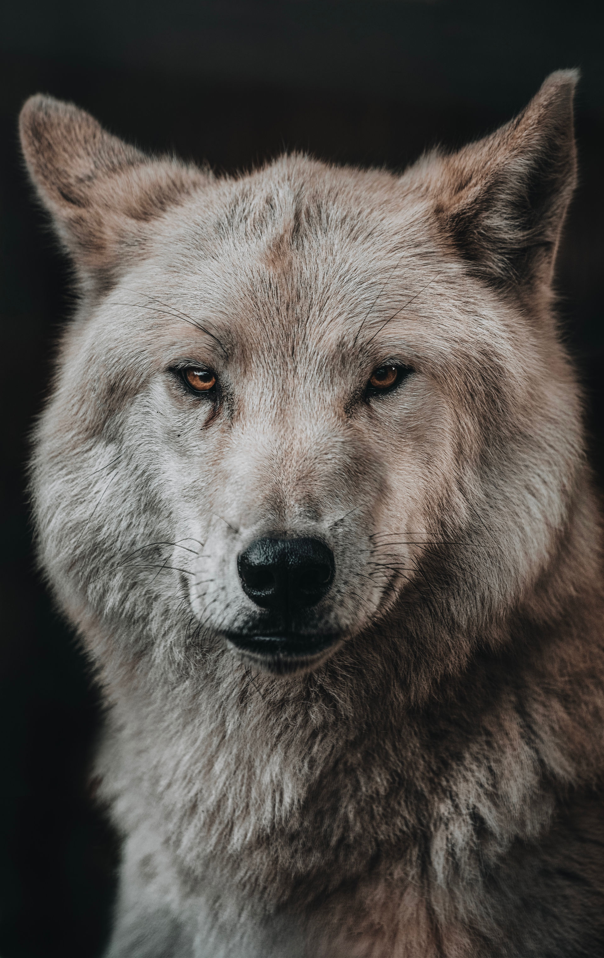 Predator: Wolf Eyes