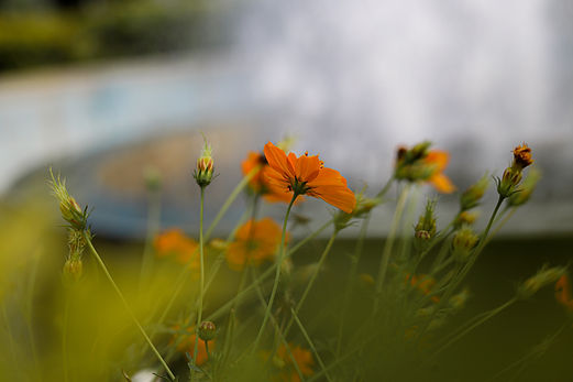Image by kalai venthan gopal