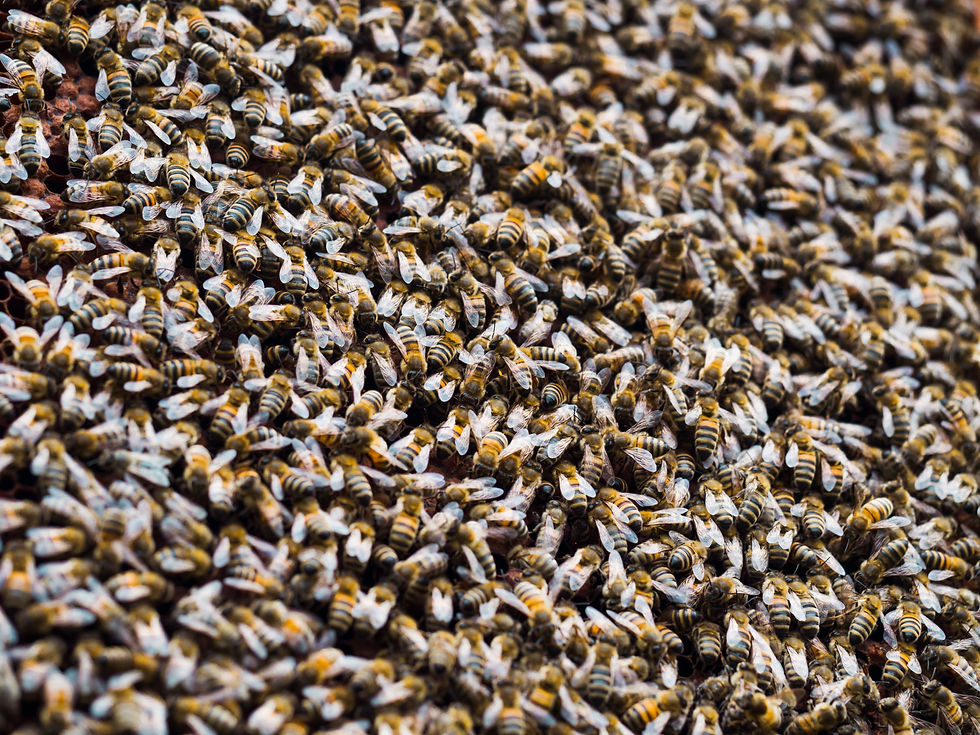roman hives in malt
