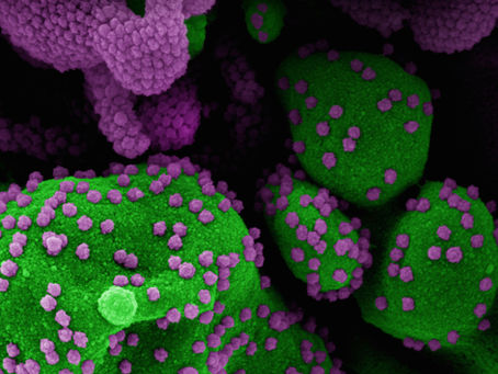 Food Safety Insights: What Foodborne Illness Outbreaks Teach Us
