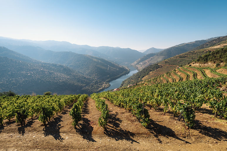 Portweinreben im Douro-Tal.