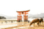 The floating torii of Miyajima at low tide with free-roaming deer