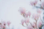Light pink flowers
