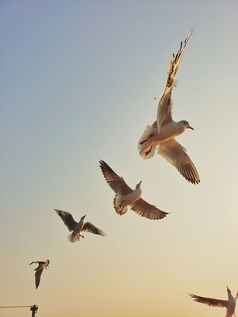 Image by Arun Antony
