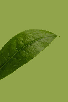 Grüntee Blatt