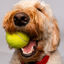 Writer: The Writing Hound