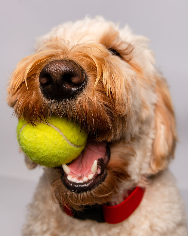 dog with tennis ball by Ethan Richardson