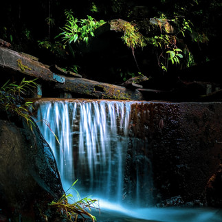 Sarawak Rainforest, Borneo, Malaysia