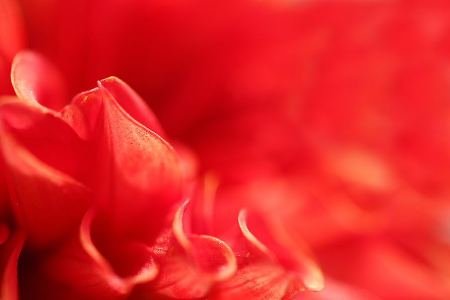 Image by Nick Sarro