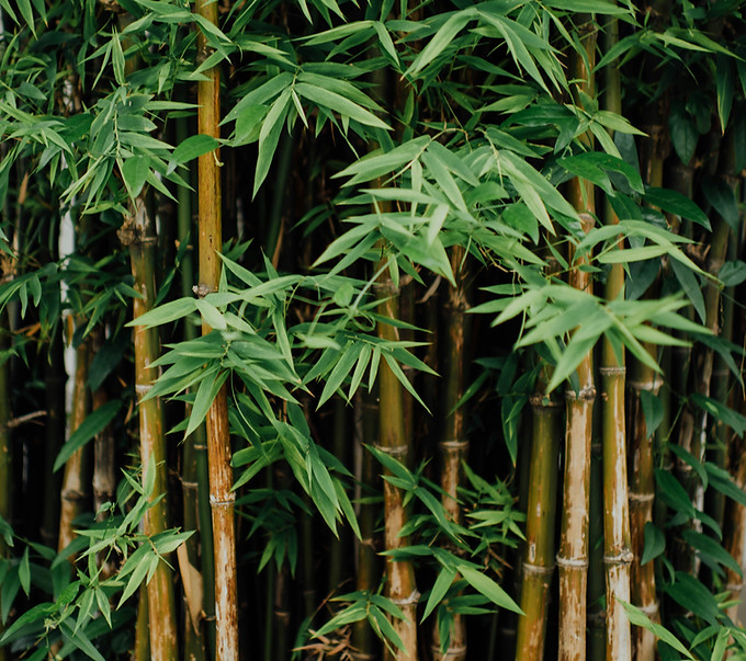 Image by CHUTTERSNAP