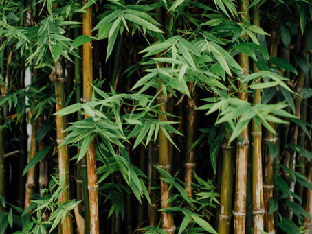 Králičí plenky ekologicky: Náš lokální a udržitelný přístup