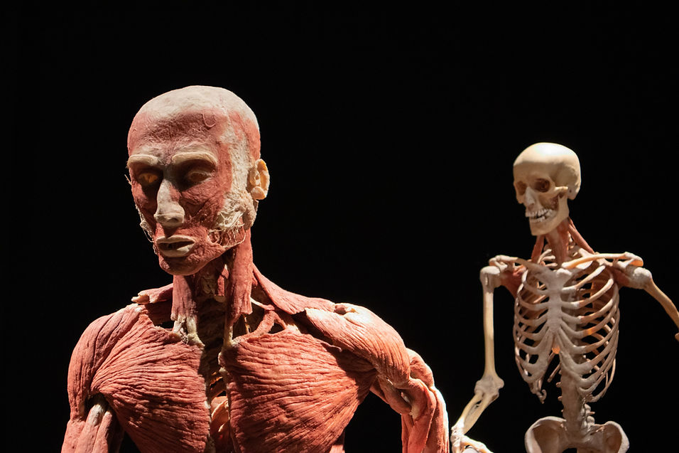 3D render of human skeletons highlighting joint areas.