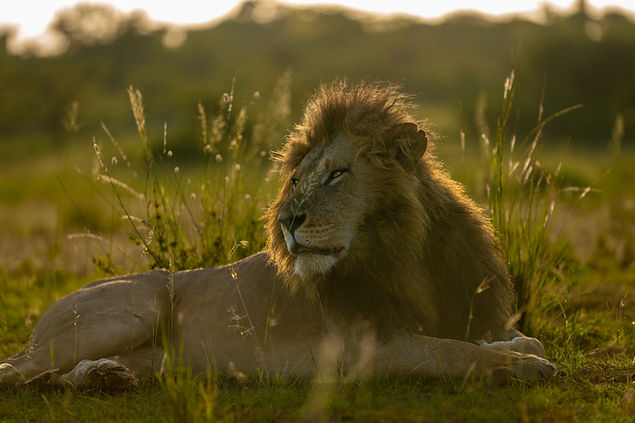 2 day tanzania safari from zanzibar