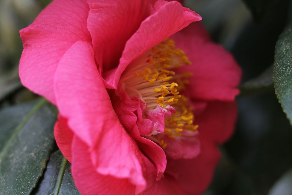 Image by green plant