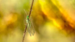 Green Lacewing Bugs on Your Farm