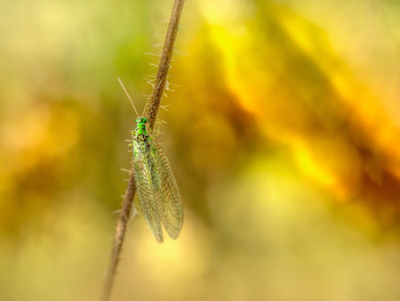 Green Lacewings - Key benefits and how to attract them