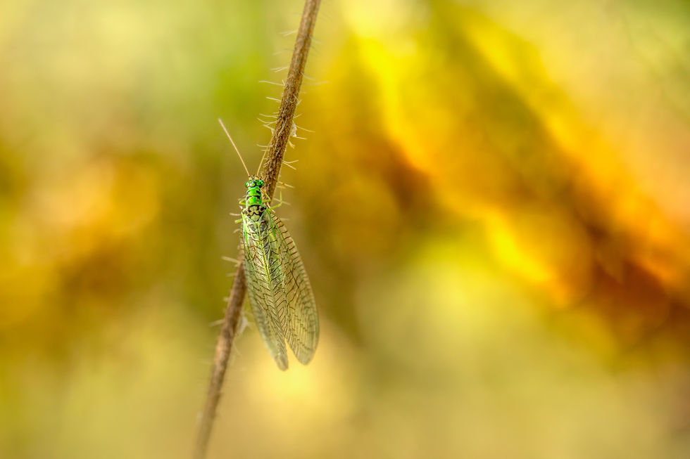 GREEN LACEWINGS Attracting and Information About Them