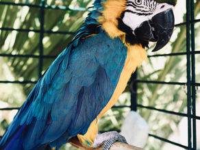 Saturday Writing Prompt - 16th July - What the Parrot Saw...