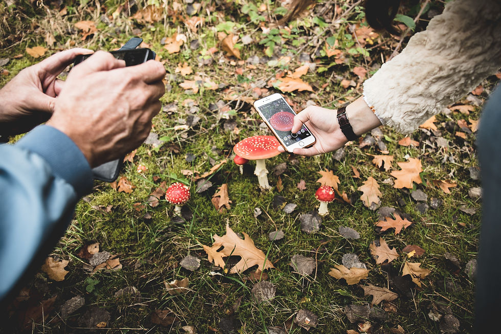 Exploring the Rich Diversity of Amanita Muscaria: Regional Varieties and Their Unique Charms