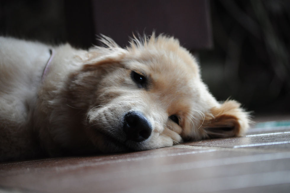 perché il mio cane starnutisce, cane che starnutisce spesso, cane che starnutisce sangue, cane starnutisce cause, teleconsulto veterinario, telemedicina veterinaria, veterinario a domicilio, consulenza veterinaria online, consiglio veterinario, consigli veterinari, veterinario online, veterinario in videochiamata, veterinario in visio, visita veterinaria a domicilio, starnuti cane rimedi, allergie cane starnuti, cane starnutisce molto, cane starnutisce sempre, cane starnutisce quando gioca, cane starnutisce quando felice, cane starnutisce con tosse, cane starnutisce serie, cane starnutisce rimedi naturali, veterinario h24 online, appuntamento veterinario online, visita veterinaria online, televet, consulto veterinario online, perché il cane starnutisce, cane starnuti inversi