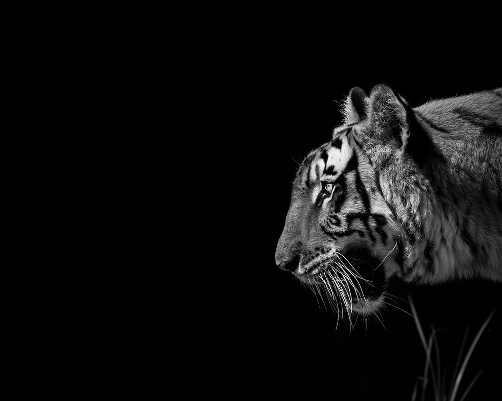Image by Niket Goswami