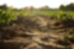 Tracks in the soil