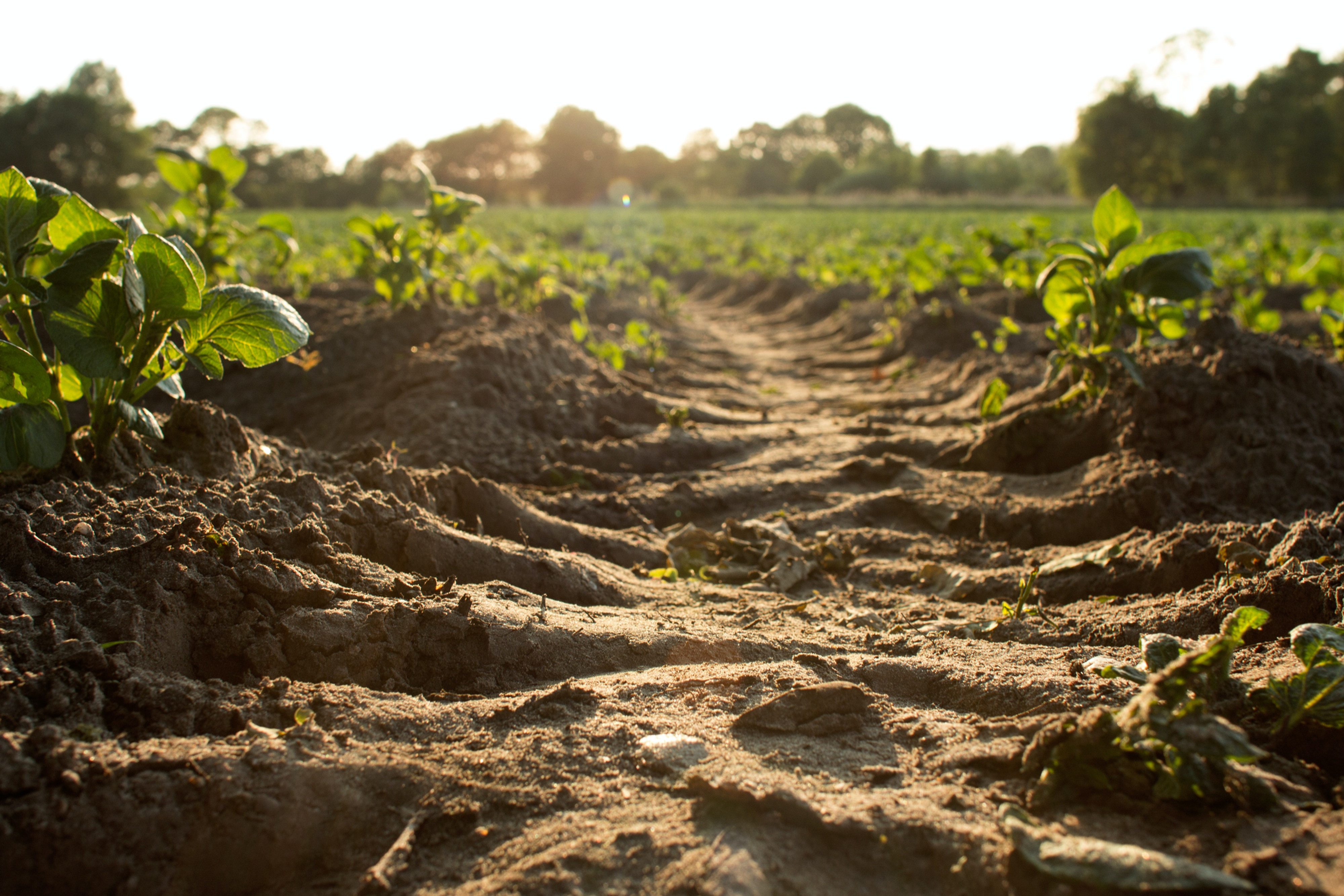 Infusing Tree Earth Day Every Day: Infusing EcoTherapy Into Your Life | Tree San Diego