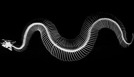 a black and white photo of a snake 's skeleton