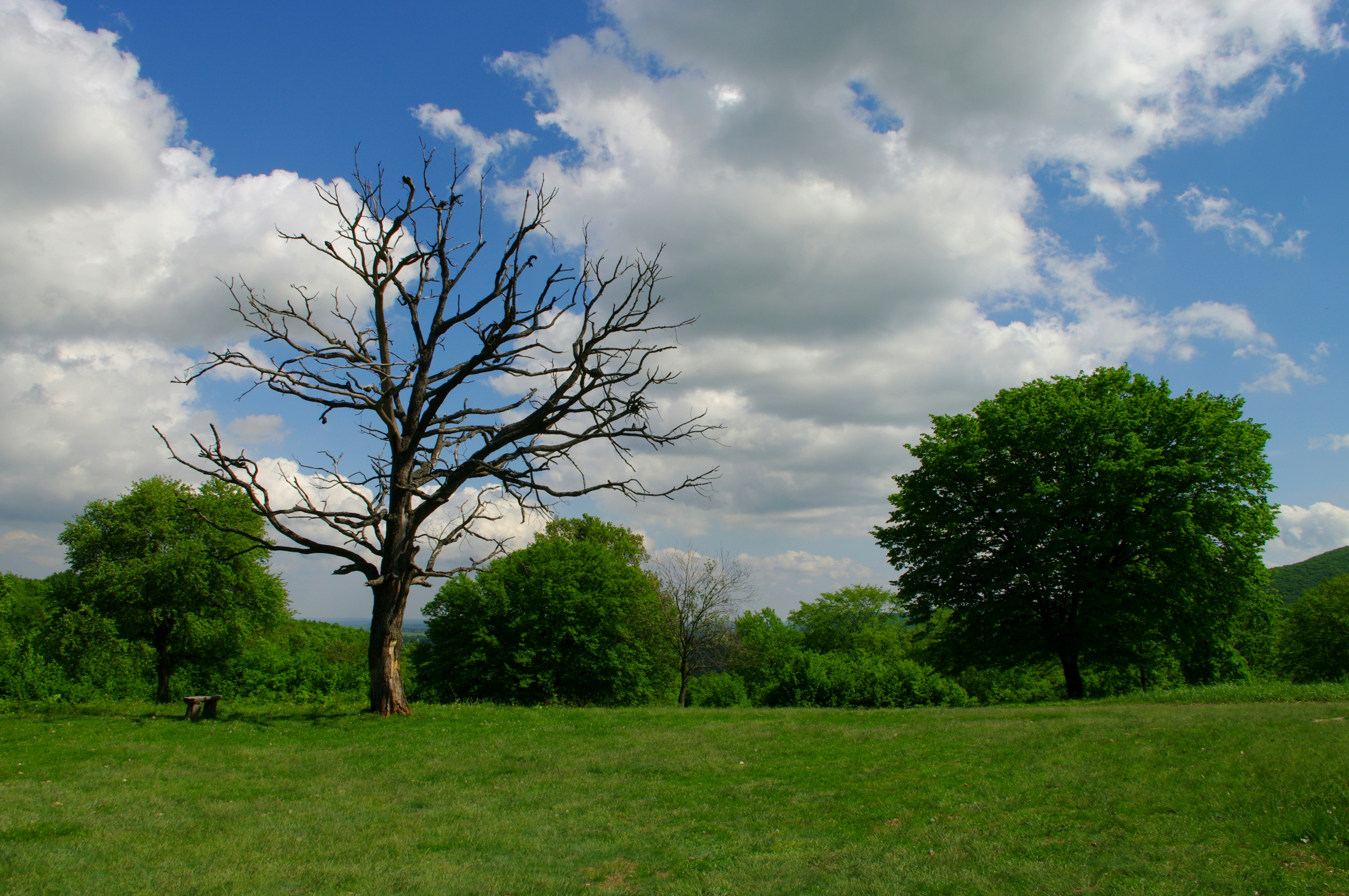 Photograph of a dead tree against a blue, cloudy skin with live trees in the background behind it and grass in the foreground.