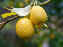 高知と私の柑橘愛