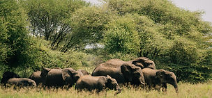Elephants walking through Tarangire National Park on a short luxury fly-in safari from Zanzibar