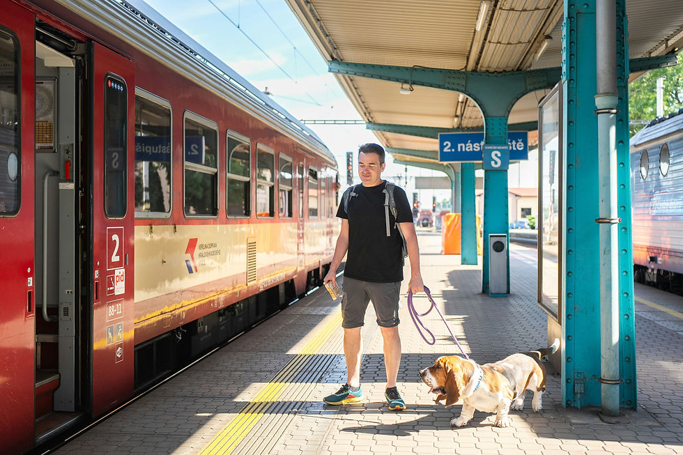Todo sobre el Basset Hound (raza de perro) 