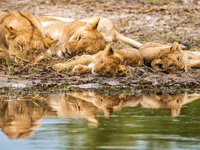What Are The Top Wildlife to Encounter to Tanzania