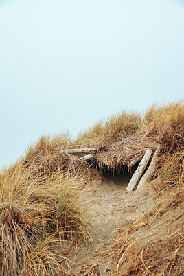 Image by Meritt Thomas