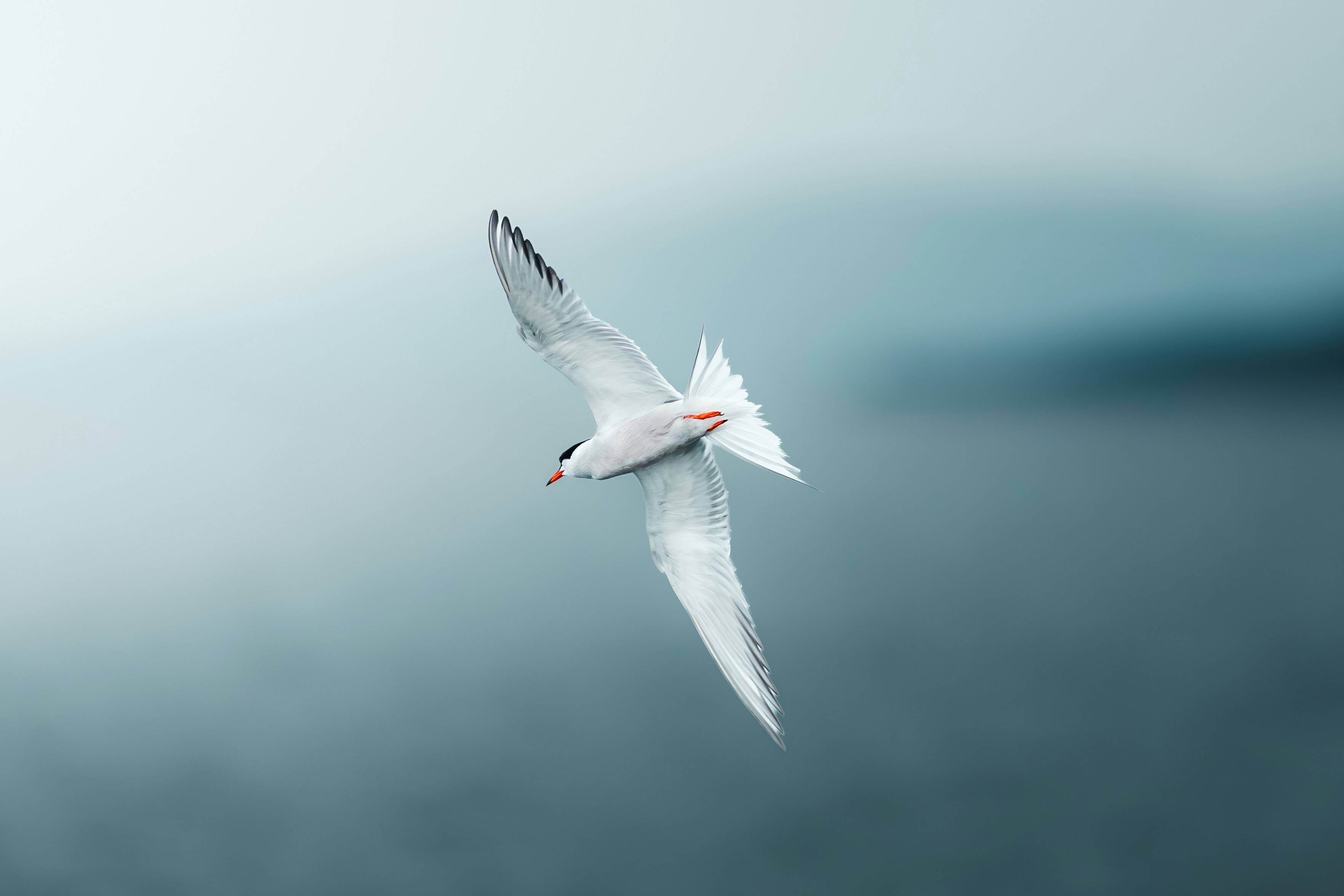 Image by Vitus Bever