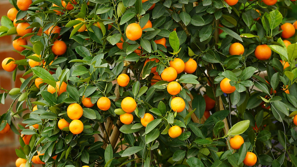 Arancio - Image by Duy Le Duc